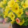 Combo – Island In The Sun – 8″ Patio Pot